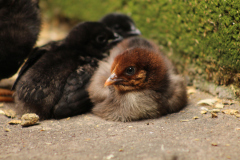 Pollito